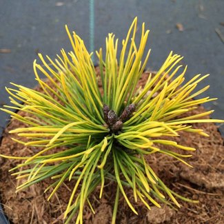 Pinus mugo 'Mops Gold'