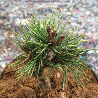 Pinus mugo 'Georgenfeld'