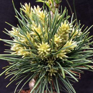 Pinus parviflora 'Ingo'