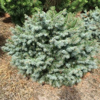 Picea breweriana 'Kohout's Dwarf'