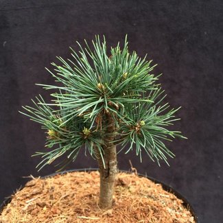 Pinus strobus 'Julian Pott'