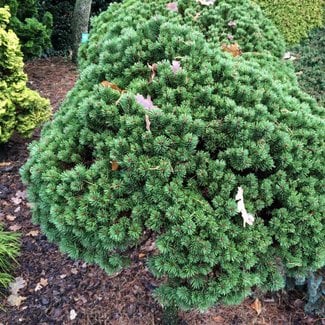Pinus uncinata 'Kostelnicek'
