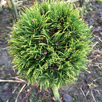 Pinus mugo 'Bultinck Compact'