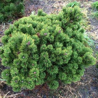 Pinus mugo 'March'