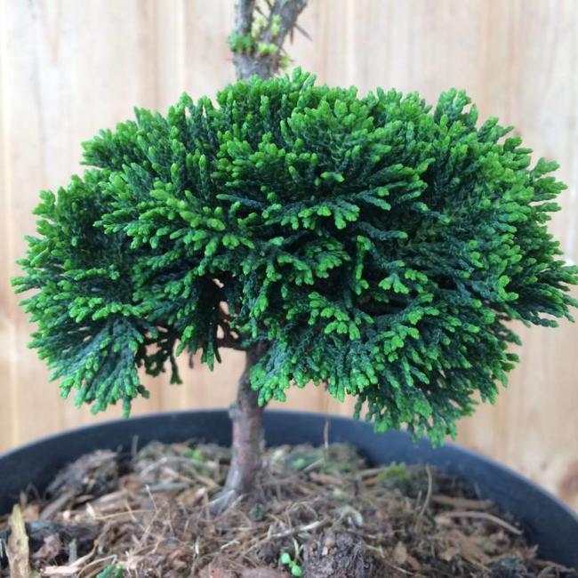 Chamaecyparis obtusa 'Sarah Verkade'