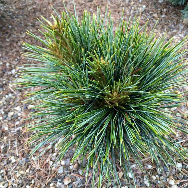 Pinus koraiensis 'Nihao'