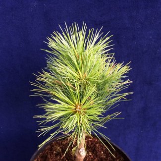 Pinus strobus 'Anna'