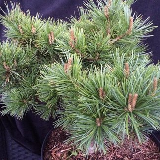 Pinus parviflora 'Hak-Ko'