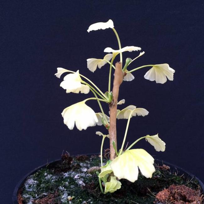 Ginkgo biloba 'Snow Cloud'