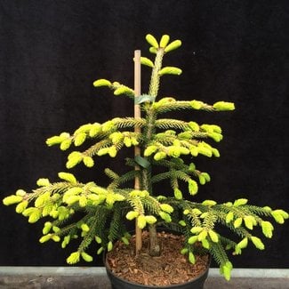 Picea orientalis 'Gowdy Gold'