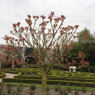 Aesculus pavia 'Khoenei'