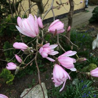 Magnolia stellata 'Chrysanthemiiflora'