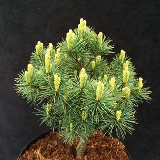 Pinus parviflora 'Sarah Rachel'