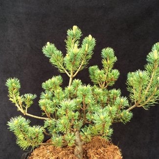Pinus parviflora 'Dendo'