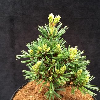 Pinus flexilis 'Ginger Quill'