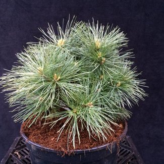 Pinus strobus 'Minuta'