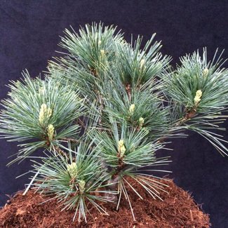 Pinus strobus 'Explosion'