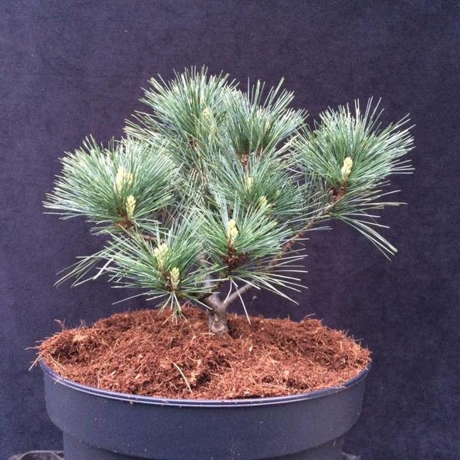 Pinus strobus 'Explosion'