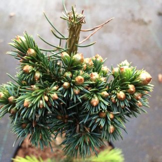 Picea omorika 'Jesek W.B.'