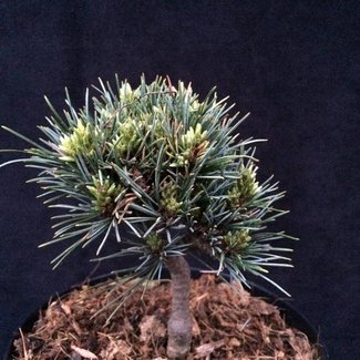 Pinus mugo 'Dachstein 2'