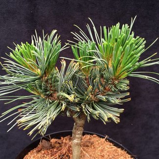 Pinus pumila 'Blue Note'