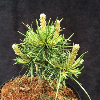 Pinus mugo 'Grass'