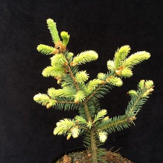 Picea pungens 'Donahue'