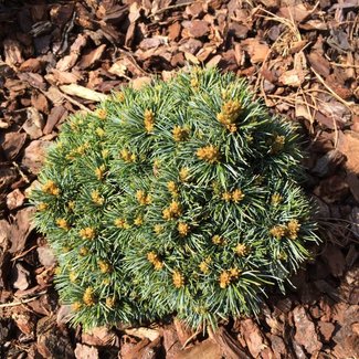 Pinus mugo 'Little Baby'