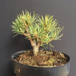 Pinus pumila (zwergform U.H.)