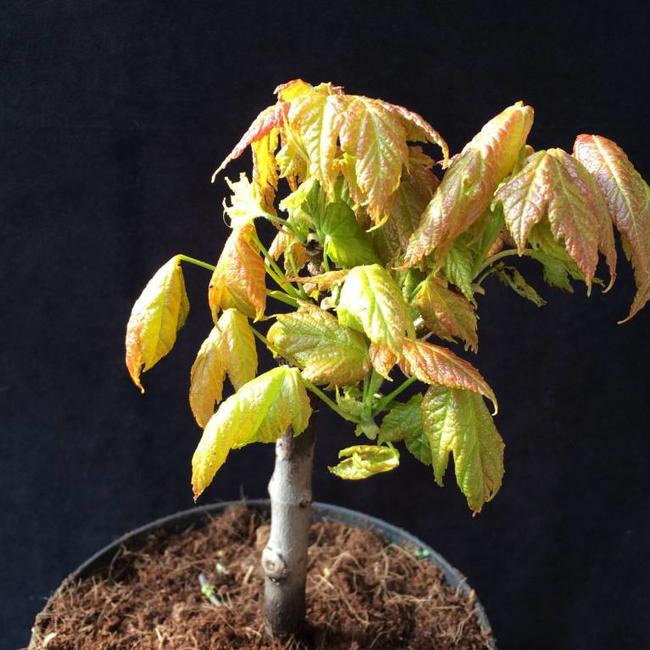Acer rubrum 'Green Pillar'