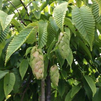 Carpinus japonica 'Chinese Lantern'