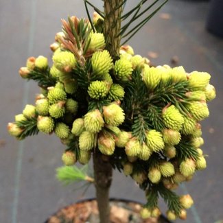 Picea orientalis 'Peve Tiny Gold'
