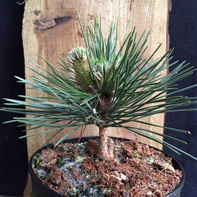 Pinus thunbergii 'Ogi'