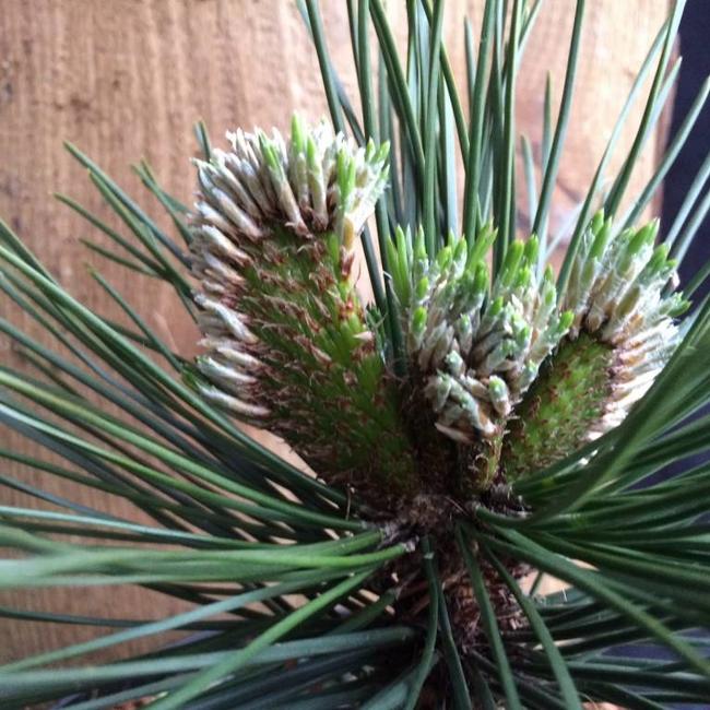 Pinus thunbergii 'Ogi'