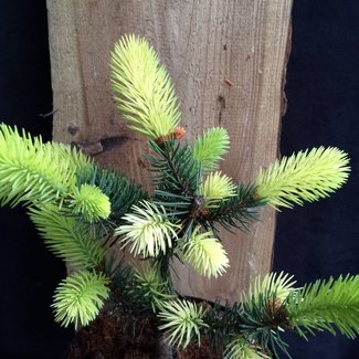 Picea pungens 'Maigold'