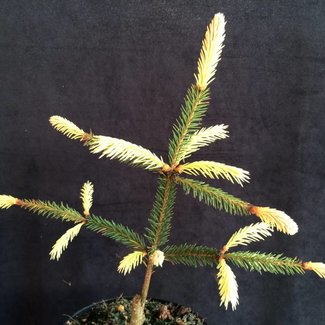 Picea abies 'Roseospicata' (roseum)