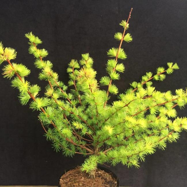 Larix kaempferi 'Magic Gold'