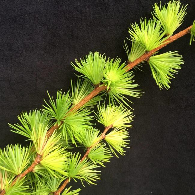 Larix kaempferi 'Magic Gold'