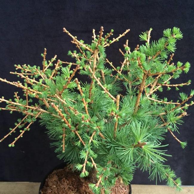 Larix decidua 'Corley'