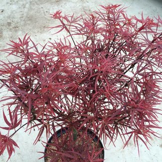 Acer palmatum 'Hupp's Red Willow'