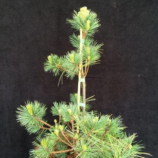 Pinus strobus 'Blue Jay'