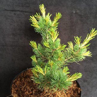 Pinus parviflora 'MHH 8'