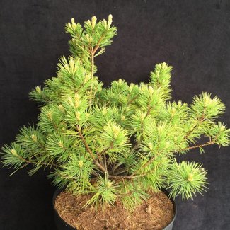 Pinus strobus 'Minima'