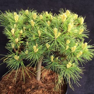 Pinus strobus 'E.R.'