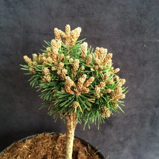 Pinus mugo 'Maike'