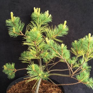 Pinus strobus 'Shaggy Dog'