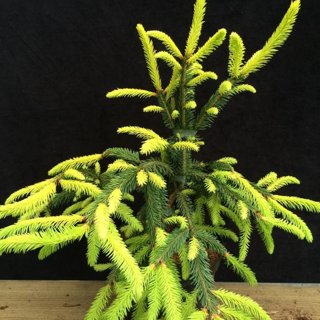 Picea abies 'Goldfinch'