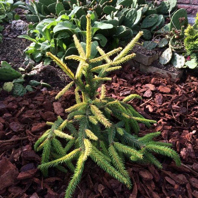 Picea abies 'Goldfinch'