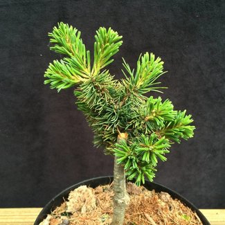 Pinus parviflora 'Masami'
