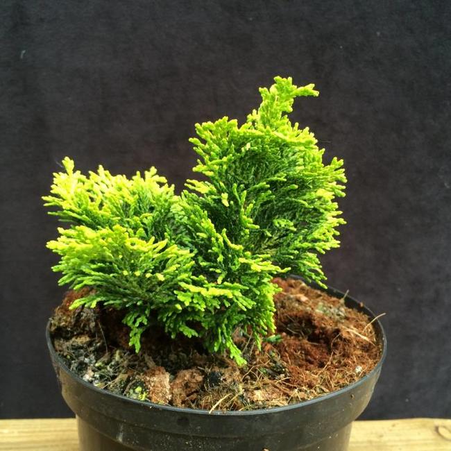 Chamaecyparis obtusa '22 Karat'